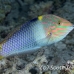 wrasse_checkerboard_sjc_si_h_0272_egy1916.jpg